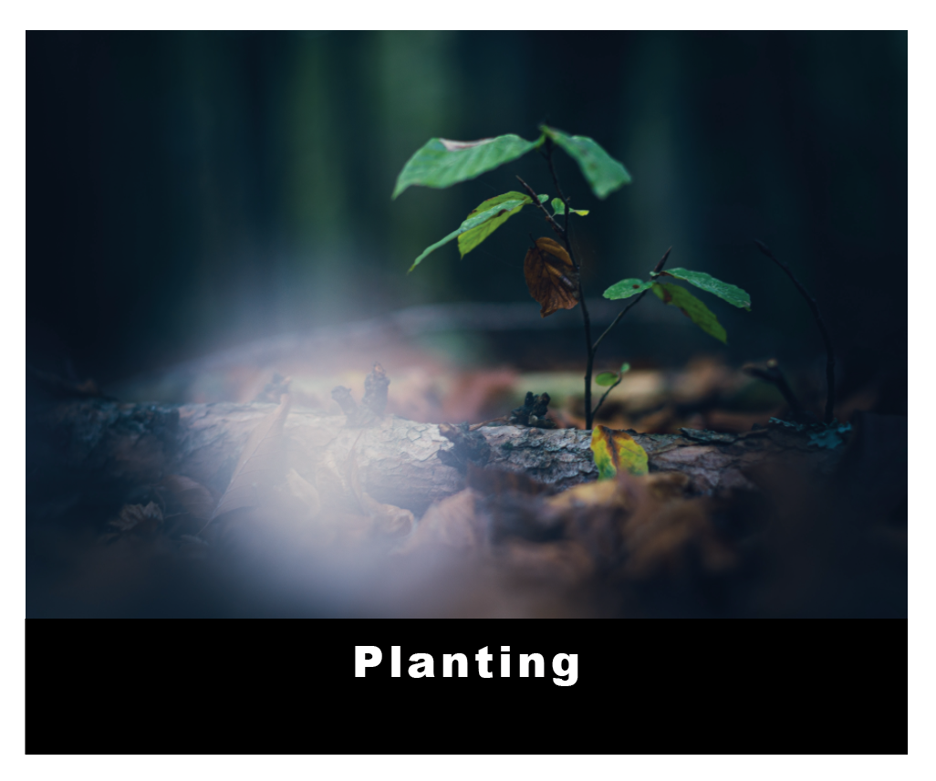 Planting